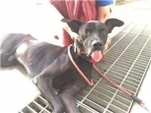 混種犬