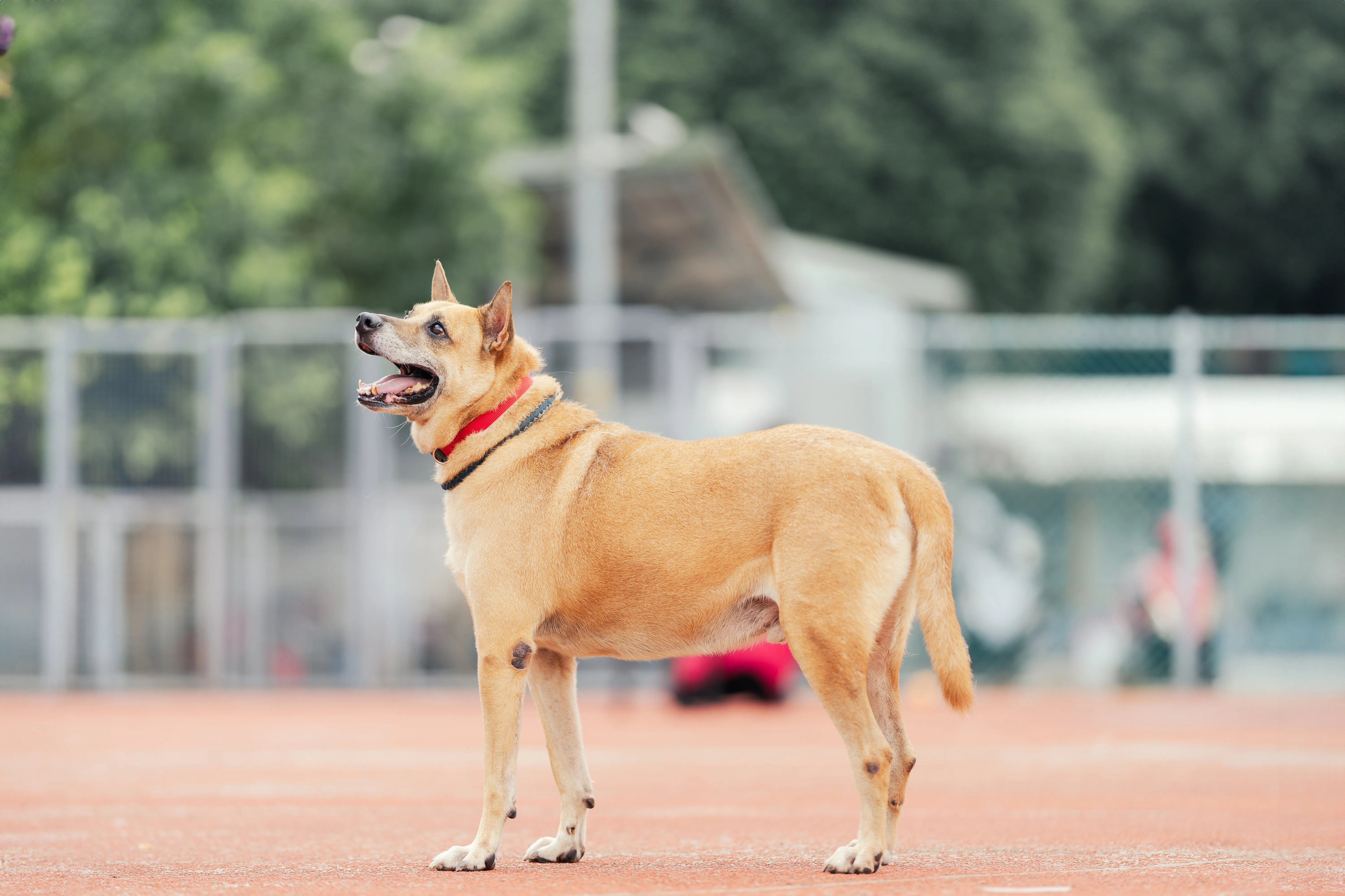 混種犬