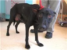 混種犬