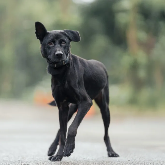 混種犬