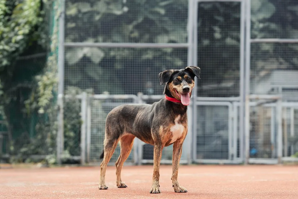 混種犬