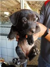 混種犬