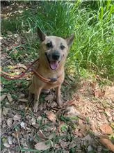 混種犬