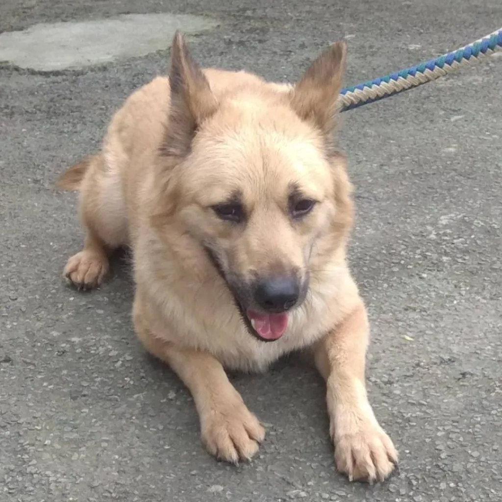 混種犬