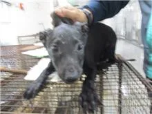 混種犬