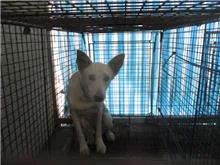 混種犬