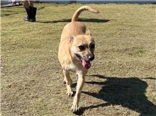 混種犬