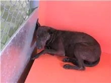 混種犬