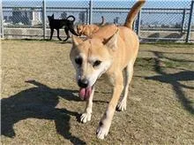 混種犬