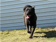 混種犬