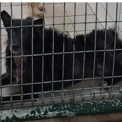 混種犬