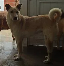 混種犬