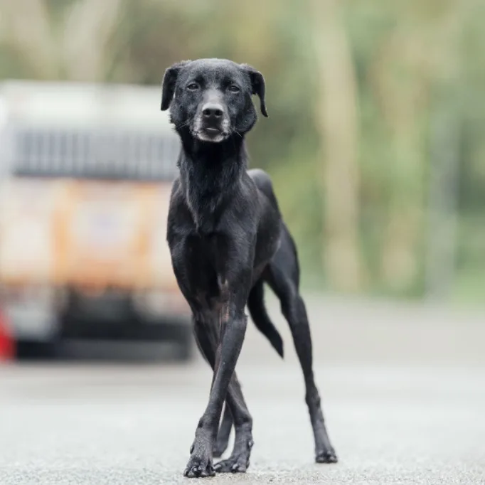混種犬