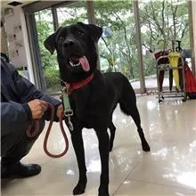 混種犬