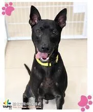 混種犬
