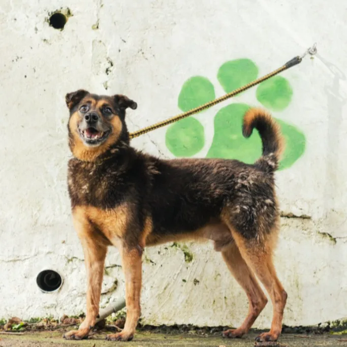 混種犬