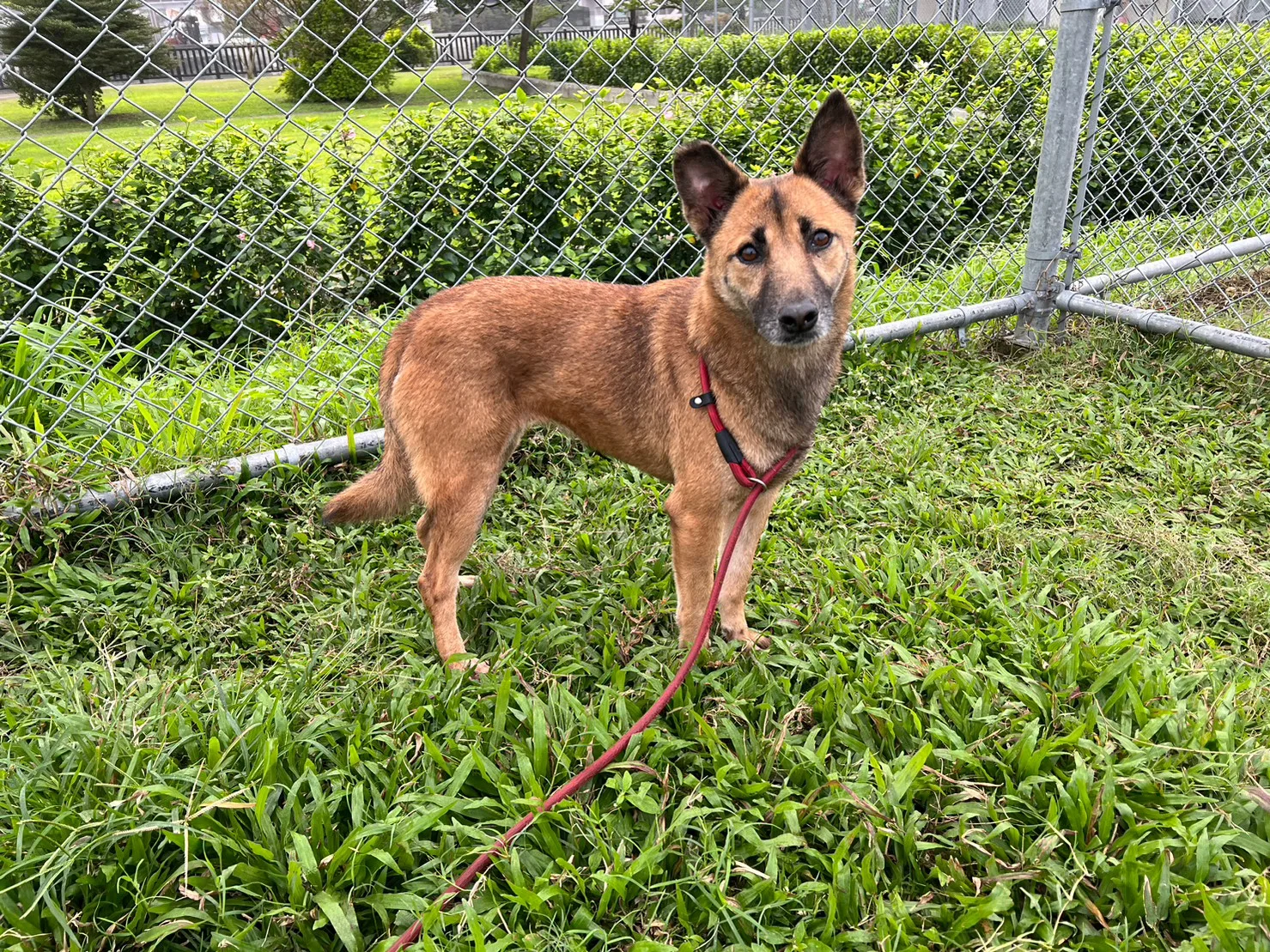 混種犬