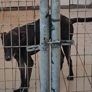 混種犬