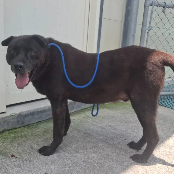 混種犬