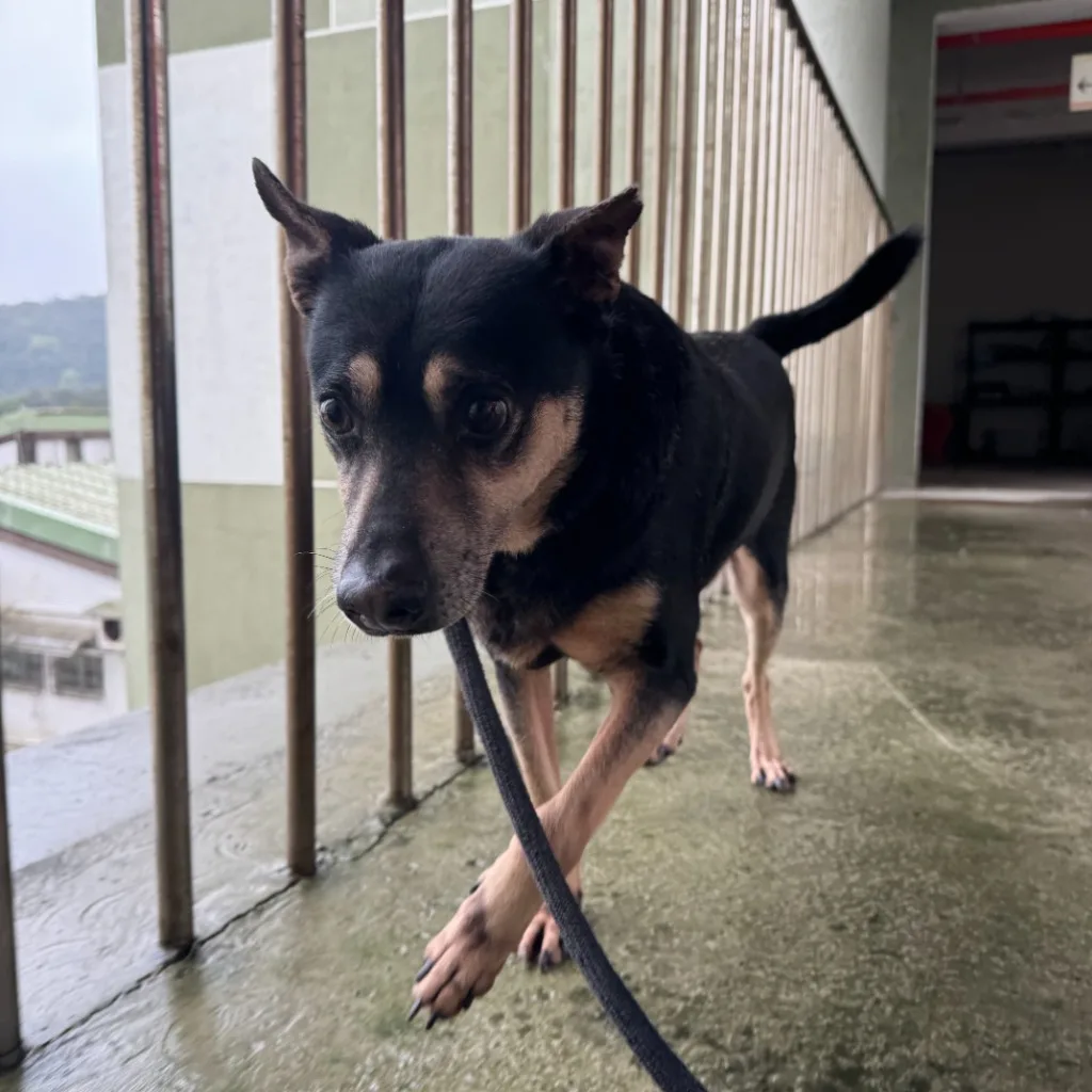 混種犬