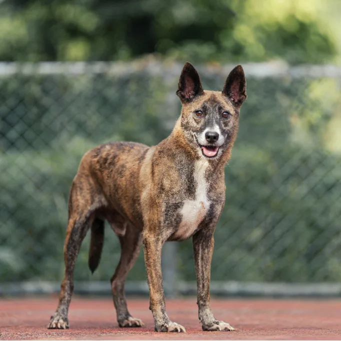 混種犬