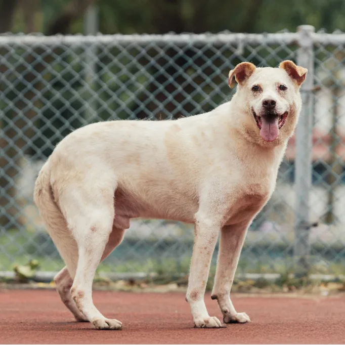 混種犬