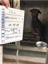 混種犬