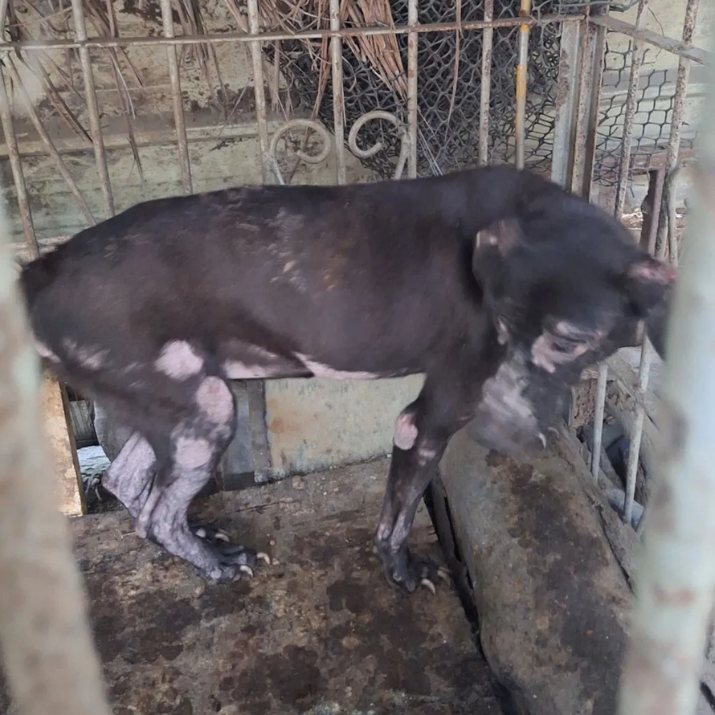混種犬
