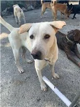 混種犬