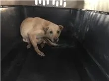 混種犬