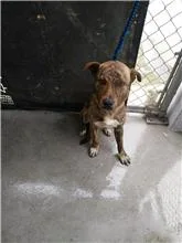 混種犬