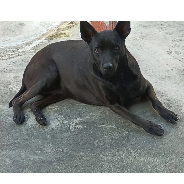 混種犬