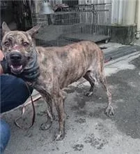 混種犬