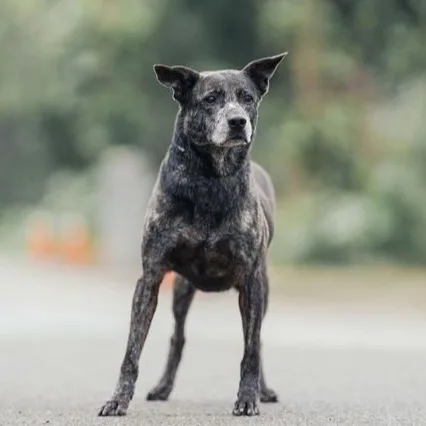 混種犬