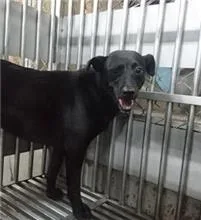混種犬