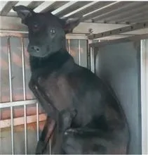 混種犬