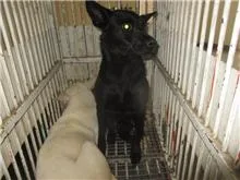混種犬