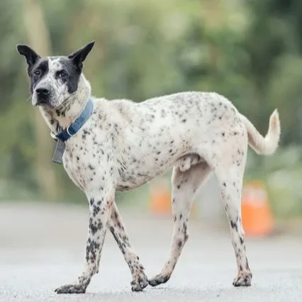 混種犬