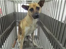 混種犬