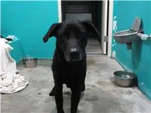 混種犬