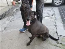 混種犬