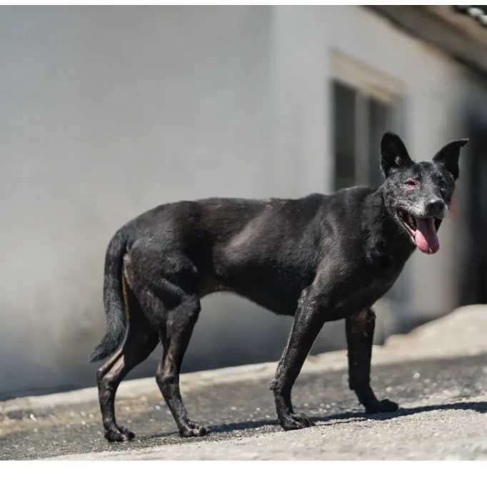 混種犬