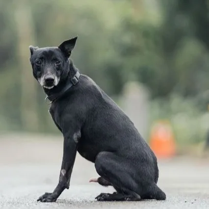 混種犬