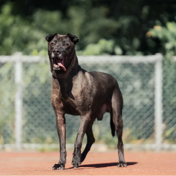 比特犬