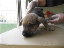 混種犬