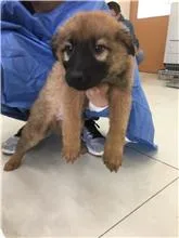 混種犬