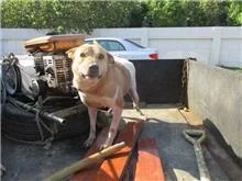 混種犬
