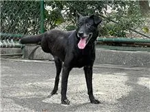 混種犬