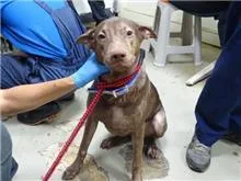 混種犬