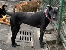 混種犬